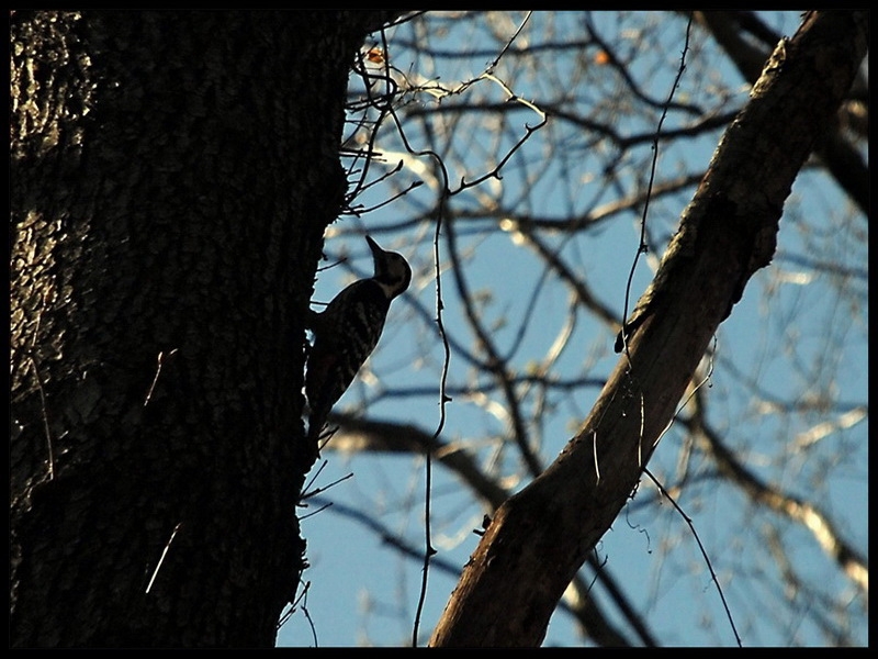 Aksırtlı Ağaçkakan » White-backed Woodpecker » Dendrocopos leucotos