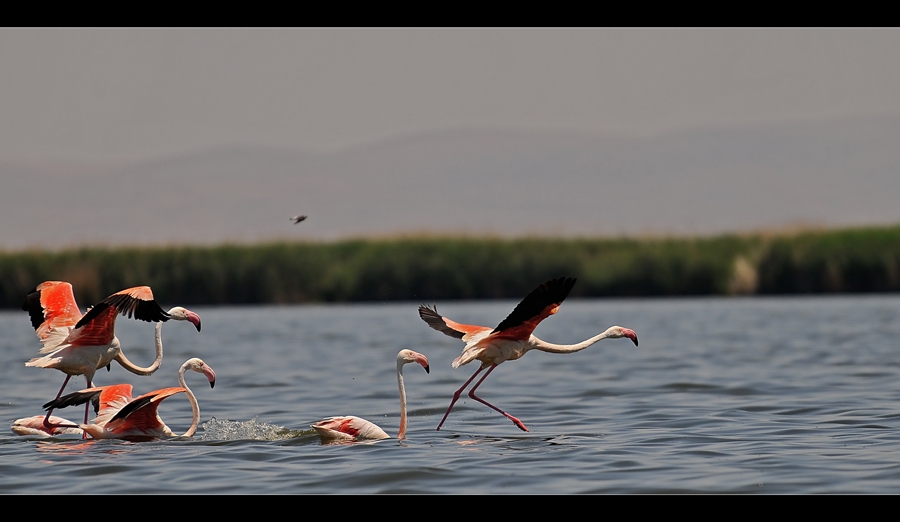 Flamingo » Greater Flamingo » Phoenicopterus roseus