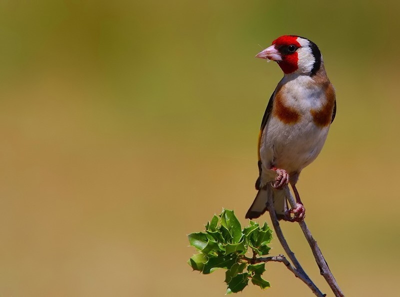 Saka » European Goldfinch » Carduelis carduelis