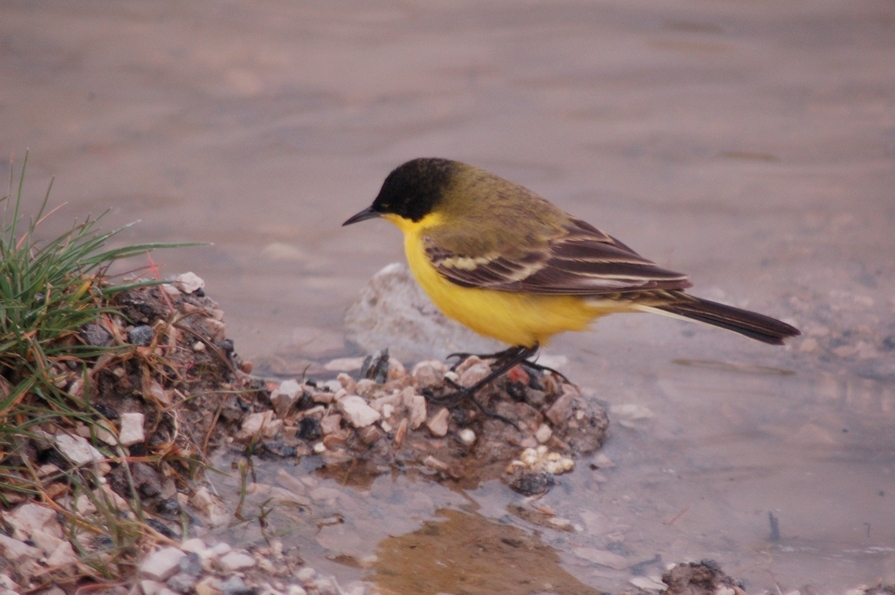 Sarı kuyruksallayan » Western Yellow Wagtail » Motacilla flava