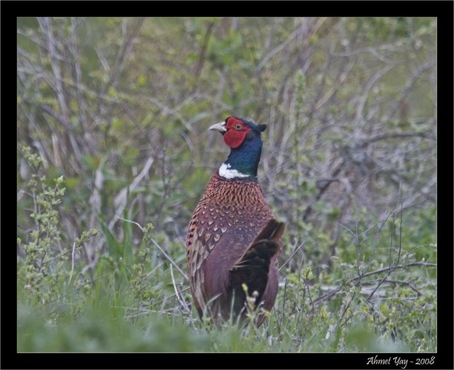 Sülün » Common Pheasant » Phasianus colchicus