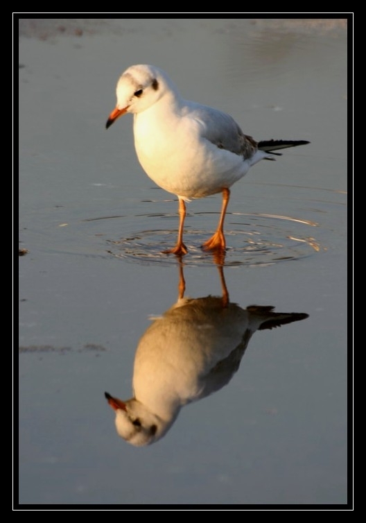 Karabaş martı » Black-headed Gull » Chroicocephalus ridibundus