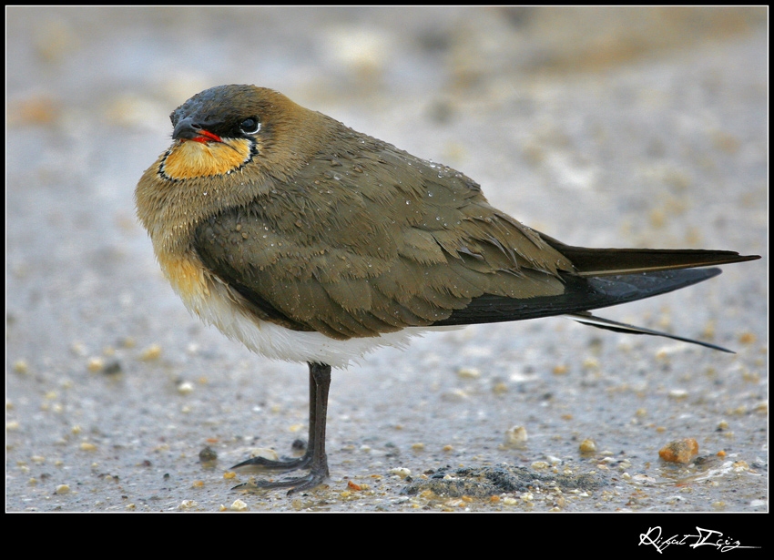 Bataklıkkırlangıcı » Collared Pratincole » Glareola pratincola
