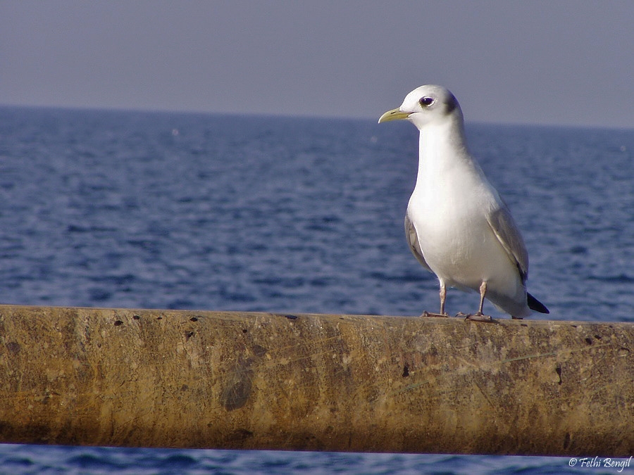 Karaayaklı martı » Black-legged Kittiwake » Rissa tridactyla