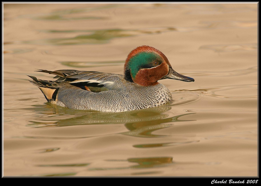 Çamurcun » Eurasian Teal » Anas crecca