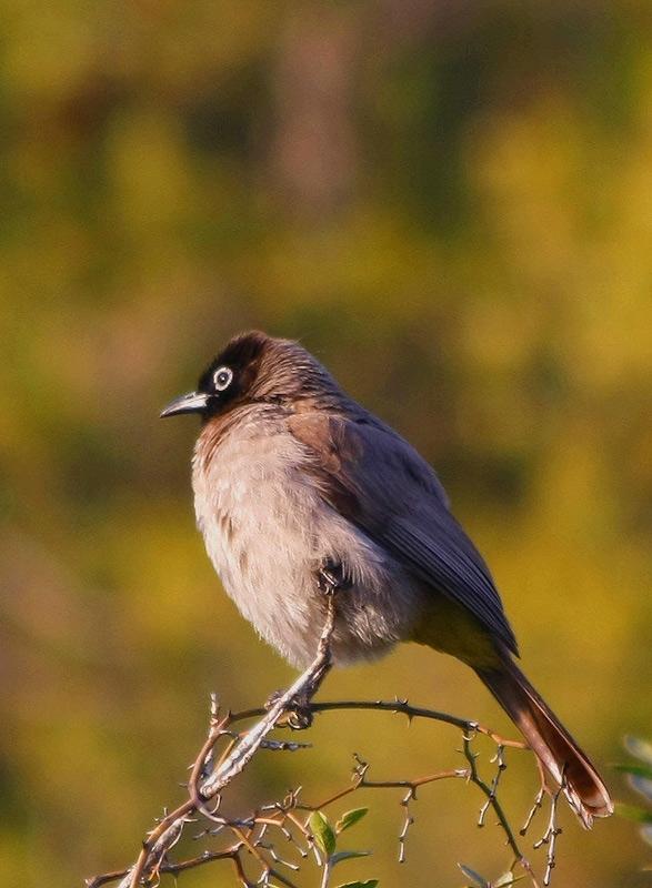 Arapbülbülü » White-spectacled Bulbul » Pycnonotus xanthopygos