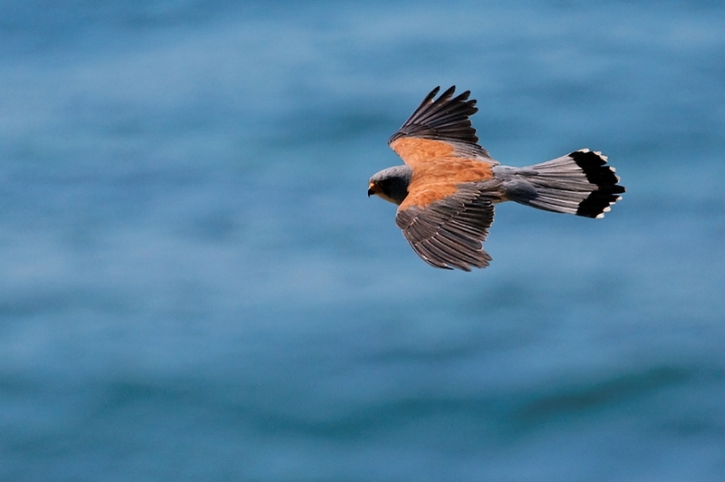 Küçük kerkenez » Lesser Kestrel » Falco naumanni