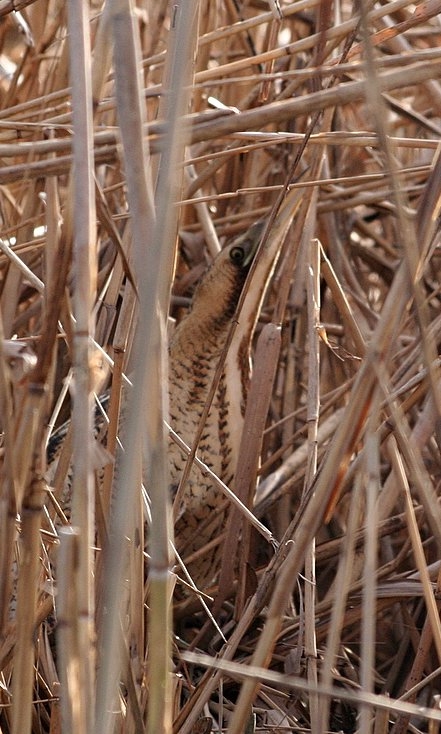 Balaban » Eurasian Bittern » Botaurus stellaris