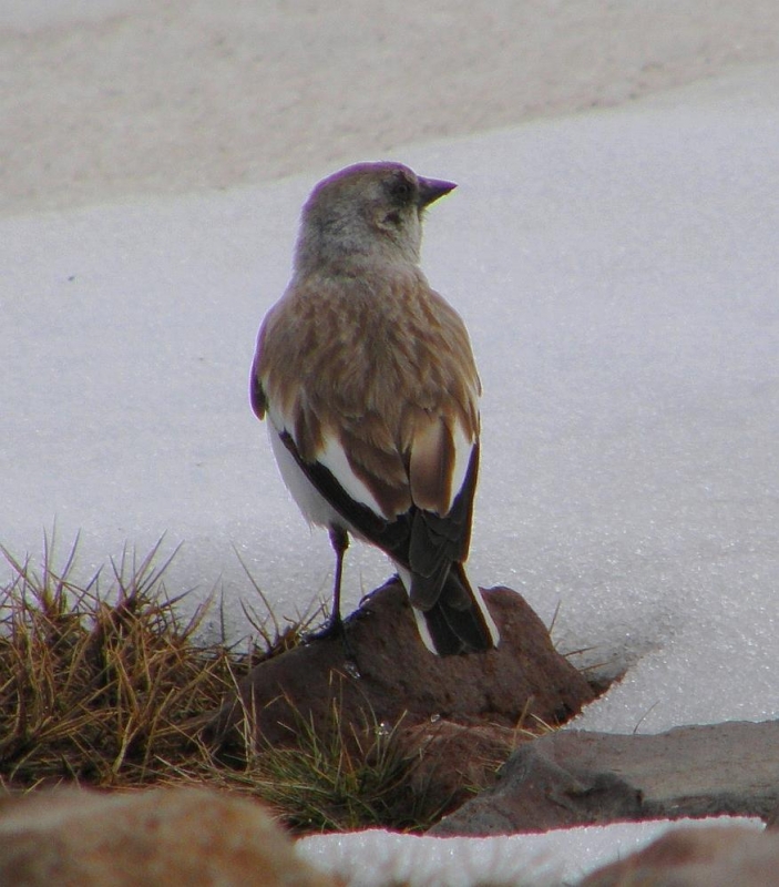 Kar serçesi » White-winged Snowfinch » Montifringilla nivalis