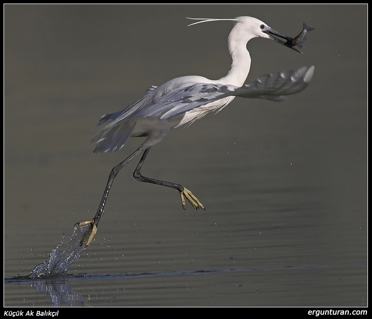 Küçük ak balıkçıl » Little Egret » Egretta garzetta