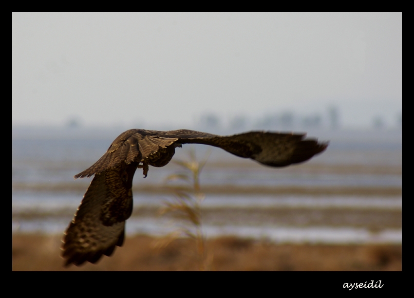 Şahin » Common Buzzard » Buteo buteo