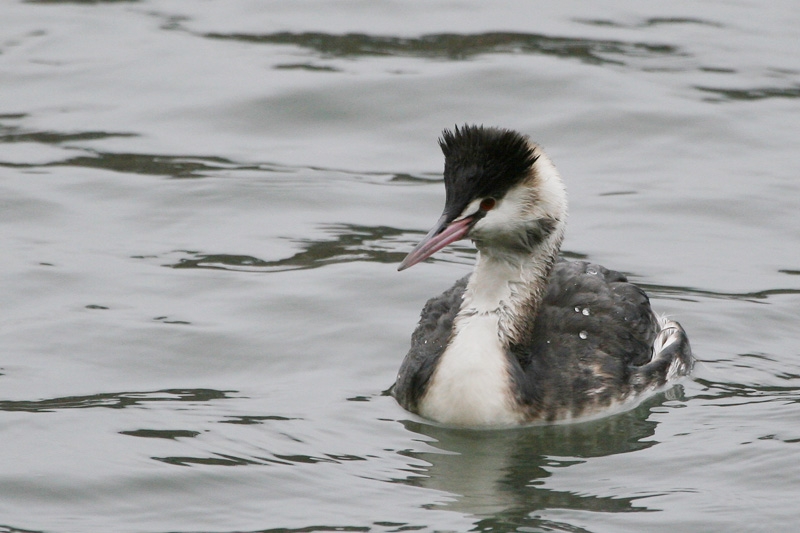 Bahri » Great Crested Grebe » Podiceps cristatus