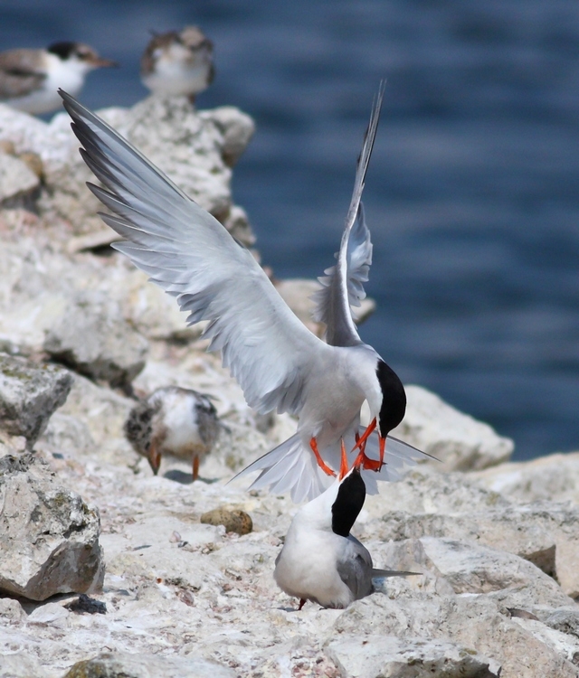 Sumru » Common Tern » Sterna hirundo