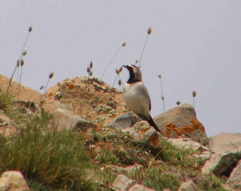 Kulaklı toygar » Horned Lark » Eremophila alpestris