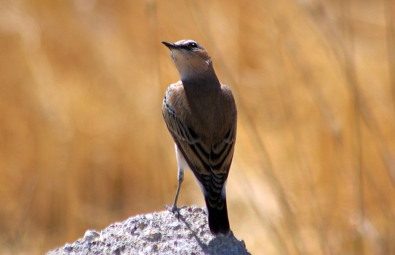 Boz kuyrukkakan » Isabelline Wheatear » Oenanthe isabellina