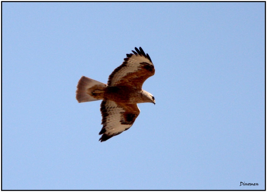 Kızıl şahin » Long-legged Buzzard » Buteo rufinus