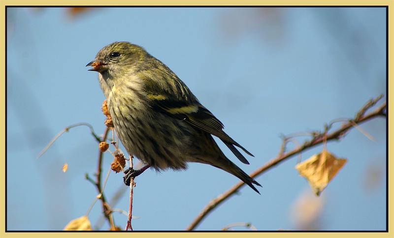 Karabaşlı iskete » Eurasian Siskin » Spinus spinus