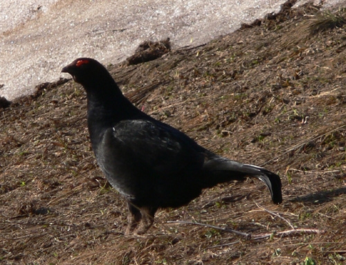 Dağhorozu » Caucasian Grouse » Lyrurus mlokosiewiczi