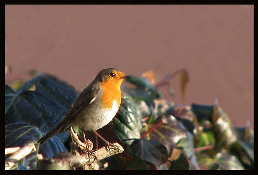 Kızılgerdan » European Robin » Erithacus rubecula