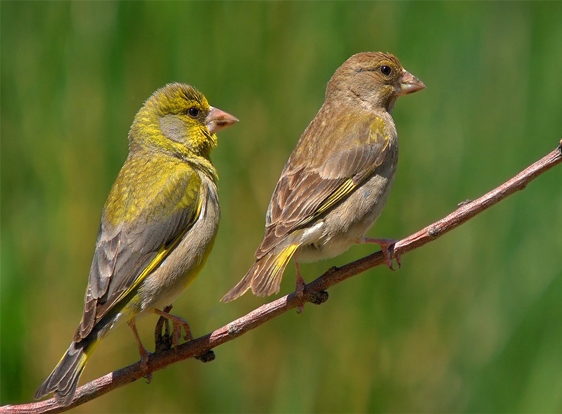 Florya » European Greenfinch » Chloris chloris