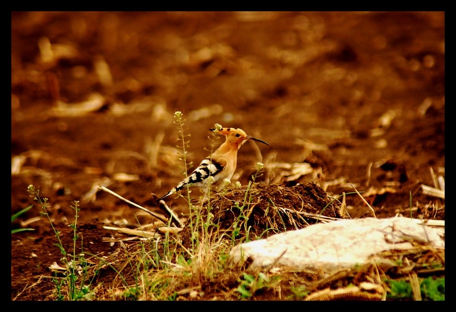 İbibik » Eurasian Hoopoe » Upupa epops