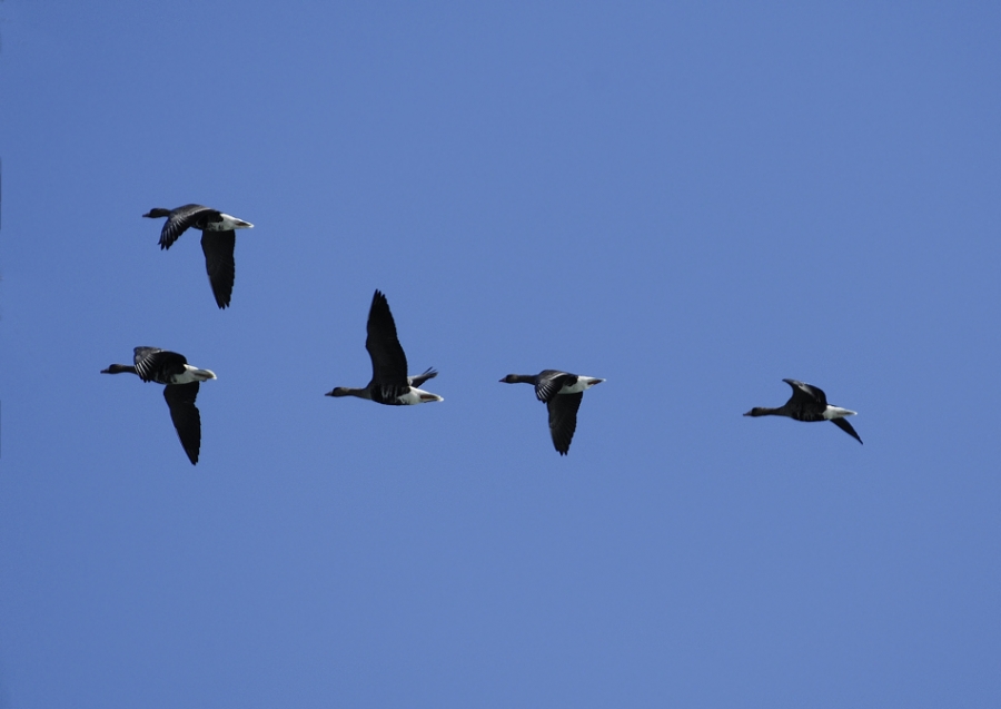 Sakarca » Greater White-fronted Goose » Anser albifrons