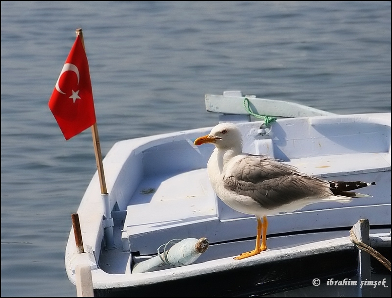 Gümüş martı » Yellow-legged Gull » Larus michahellis