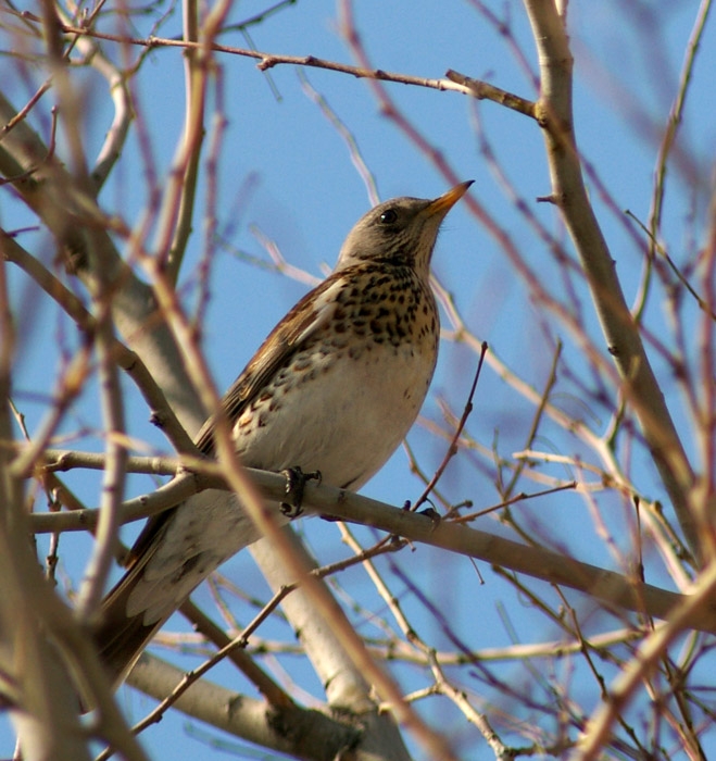 Tarla ardıcı » Fieldfare » Turdus pilaris