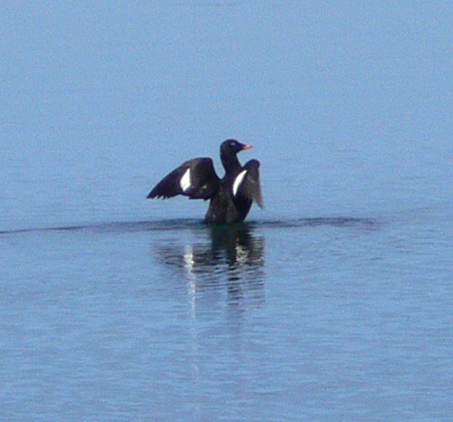 Kadife ördek » Velvet Scoter » Melanitta fusca