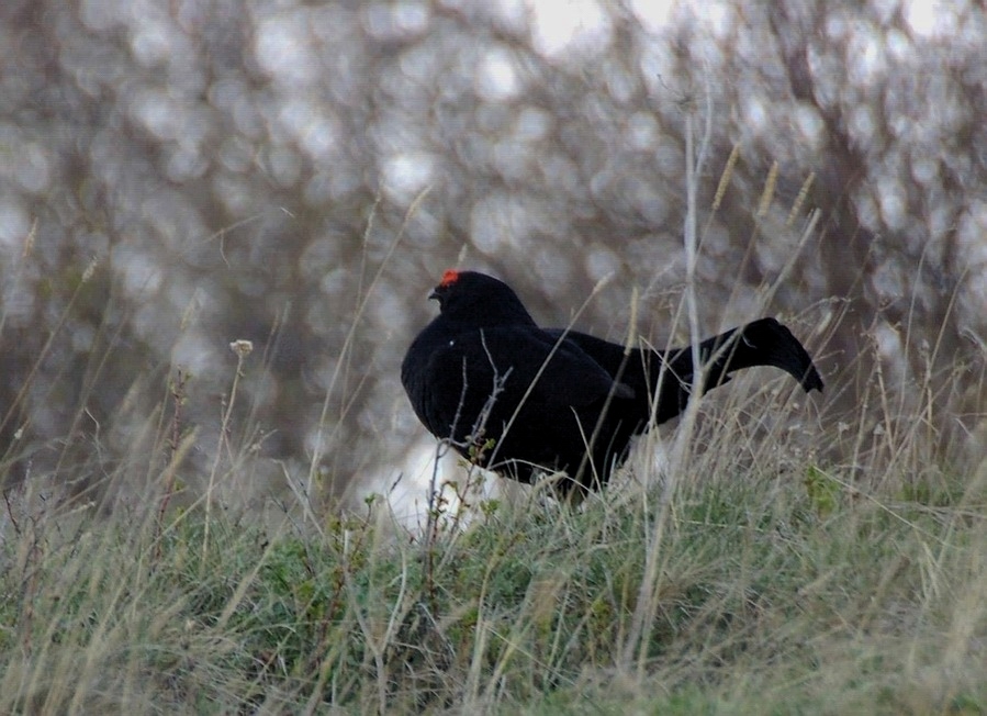 Dağhorozu » Caucasian Grouse » Lyrurus mlokosiewiczi