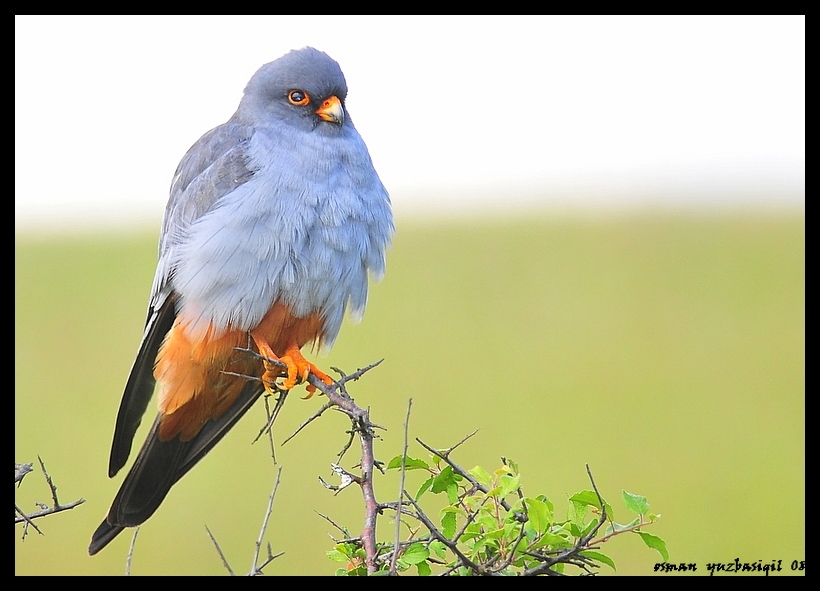 Ala doğan » Red-footed Falcon » Falco vespertinus