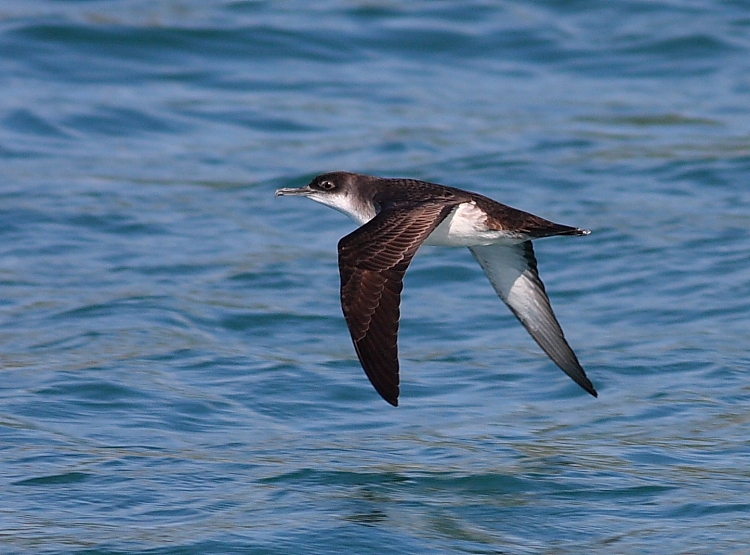 Yelkovan » Yelkouan Shearwater » Puffinus yelkouan