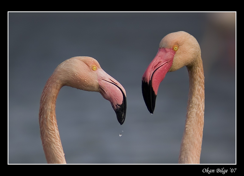 Flamingo » Greater Flamingo » Phoenicopterus roseus