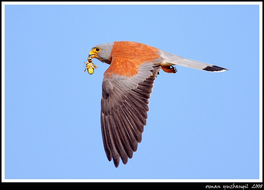 Küçük kerkenez » Lesser Kestrel » Falco naumanni