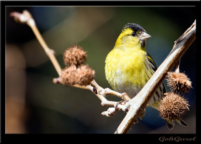 Karabaşlı iskete » Eurasian Siskin » Spinus spinus