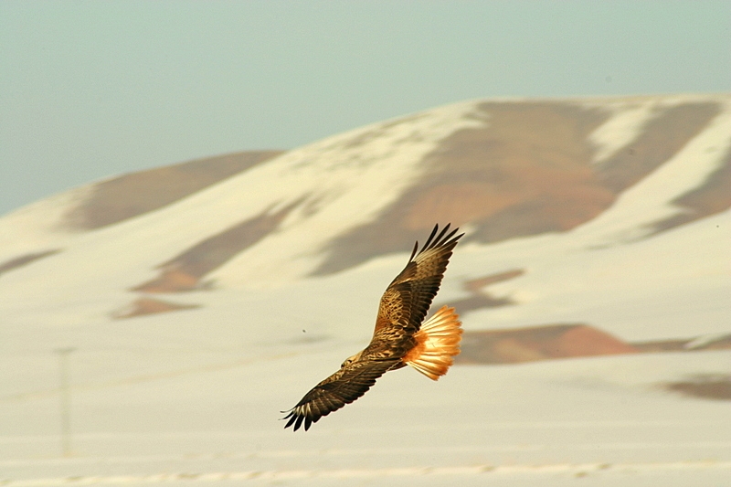 Kızıl şahin » Long-legged Buzzard » Buteo rufinus