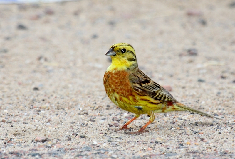Sarı kirazkuşu » Yellowhammer » Emberiza citrinella