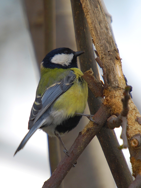 Büyük baştankara