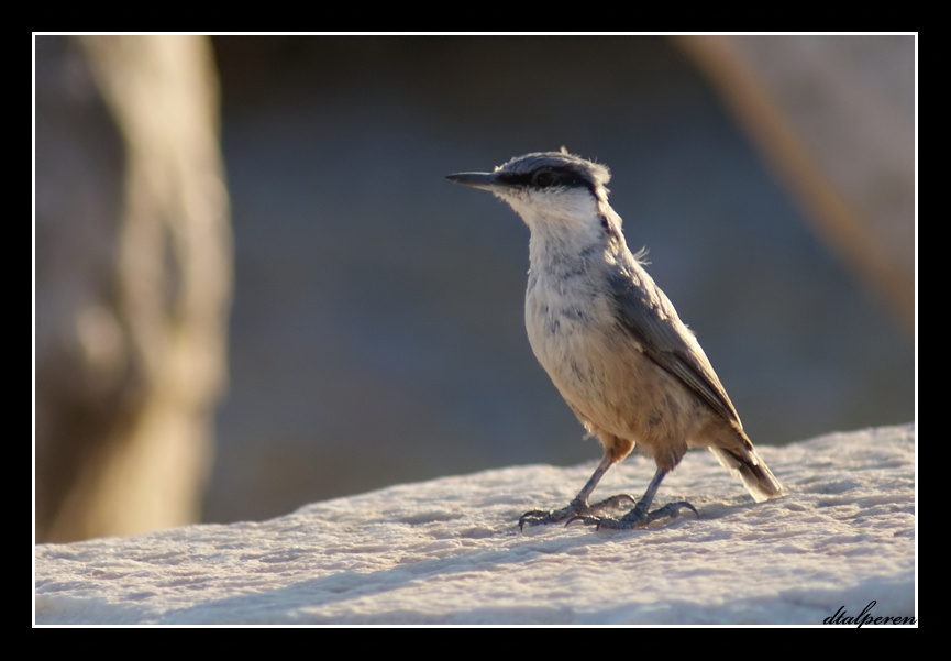 Kaya sıvacısı » Western Rock Nuthatch » Sitta neumayer