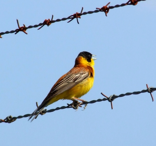 Karabaşlı kirazkuşu » Black-headed Bunting » Emberiza melanocephala