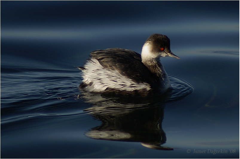 Karaboyunlu batağan » Black-necked Grebe » Podiceps nigricollis