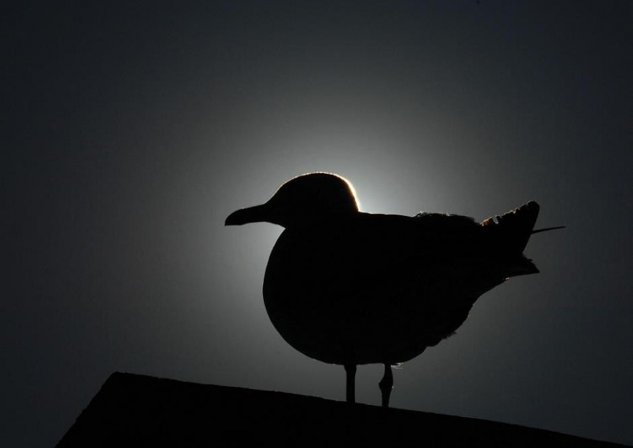 Gümüş martı » Yellow-legged Gull » Larus michahellis