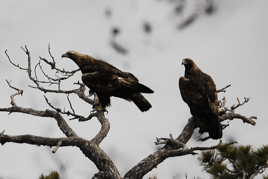 Kaya kartalı » Golden Eagle » Aquila chrysaetos