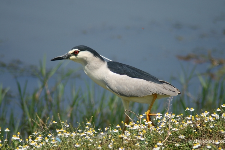 Gece balıkçılı » Black-crowned Night Heron » Nycticorax nycticorax