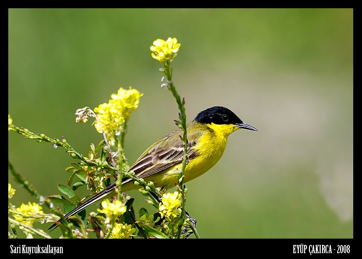 Sarı kuyruksallayan » Western Yellow Wagtail » Motacilla flava