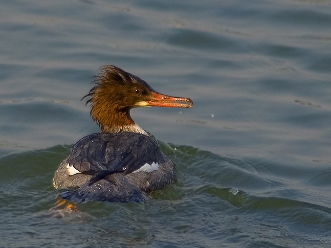 Büyük tarakdiş » Common Merganser » Mergus merganser
