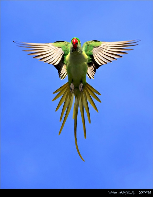 İskender papağanı » Alexandrine Parakeet » Psittacula eupatria