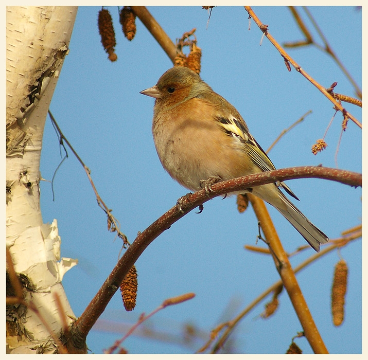 İspinoz » Common Chaffinch » Fringilla coelebs