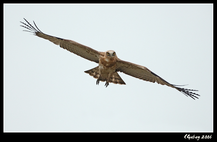 Yılan kartalı » Short-toed Snake Eagle » Circaetus gallicus