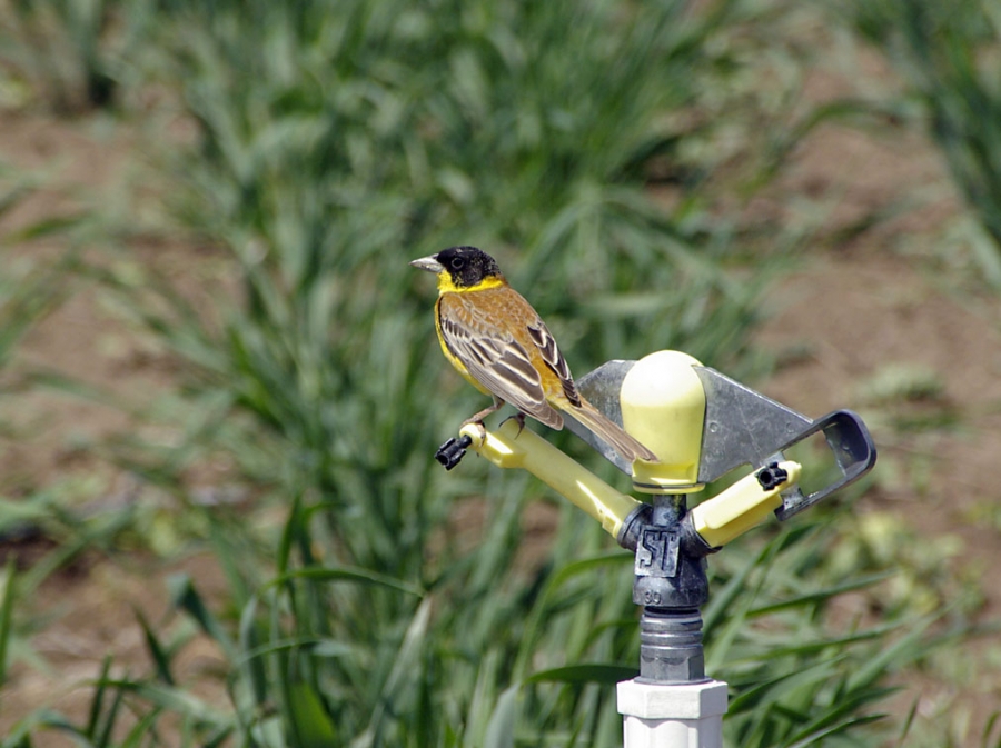 Karabaşlı kirazkuşu » Black-headed Bunting » Emberiza melanocephala